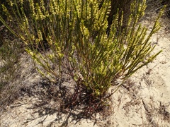 Struthiola striata (Struthiola striata)