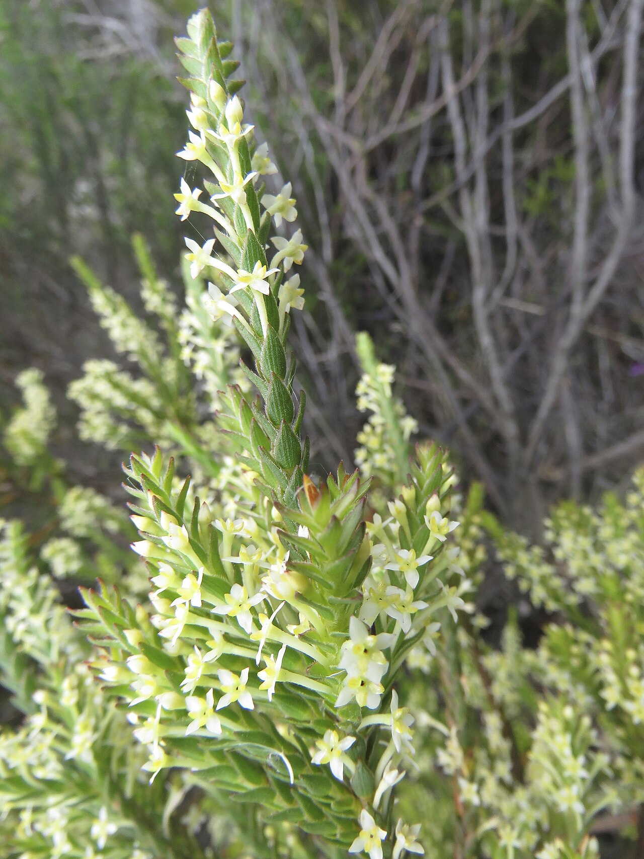 Struthiola striata: A flowering specimen of featherhead or Struthiola striata , photographed in Tokai Park, Cape Town