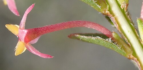 Struthiola striata: lateral view of a flower of Struthiola striata