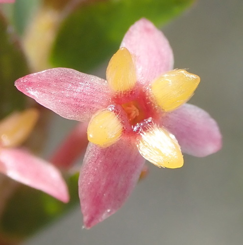 Struthiola striata (Struthiola striata)