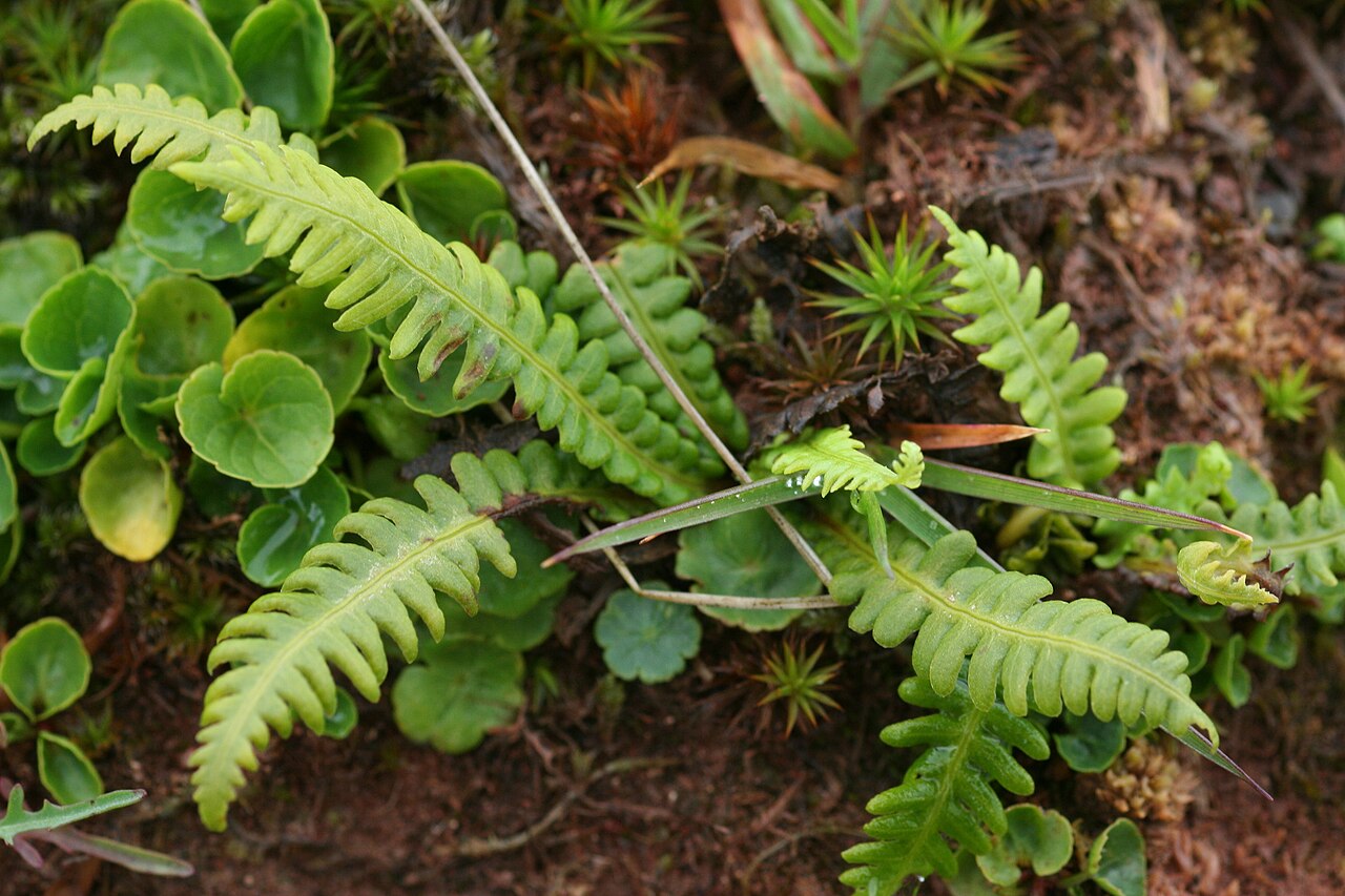 Struthiopteris fallax: Källkambräken - Struthiopteris fallax