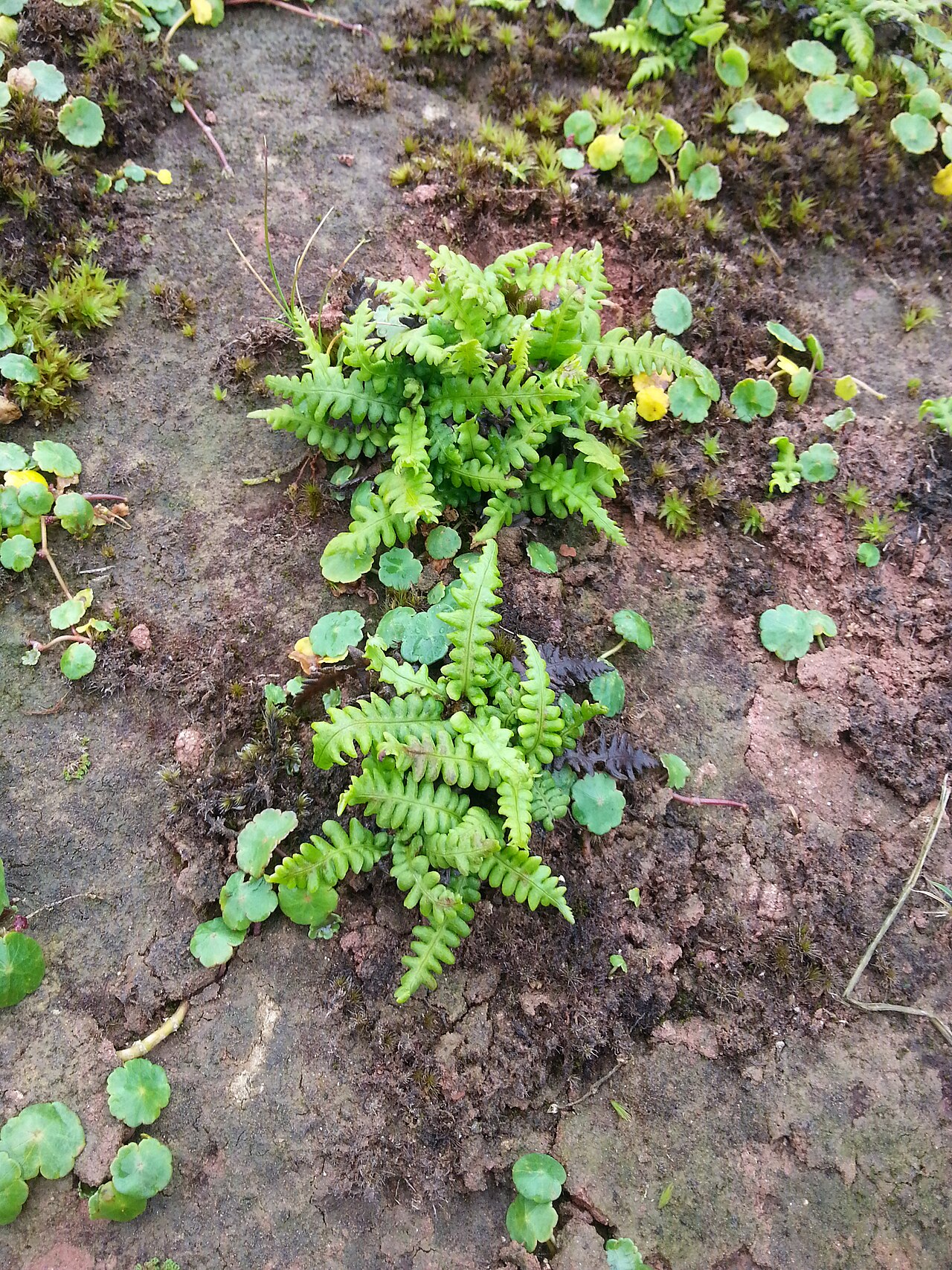 Struthiopteris fallax: Two clusters of Struthiopteris fallax at Deildartunguhver hot spring, Iceland. The umbrella-shaped leaves around the clusters are Hydrocotyle vulgaris . Both ar