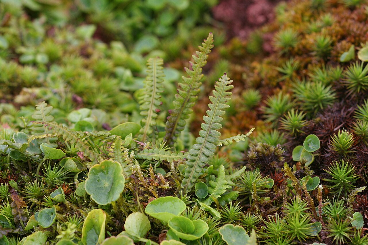 Struthiopteris fallax: Källkambräken - Struthiopteris fallax