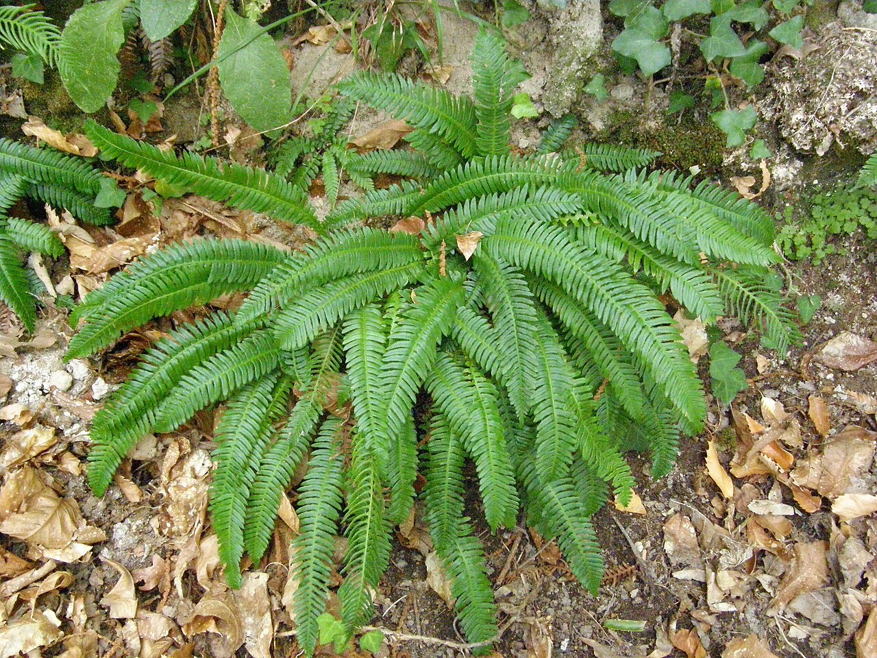 Deer fern: Struthiopteris spicant. Sardina.