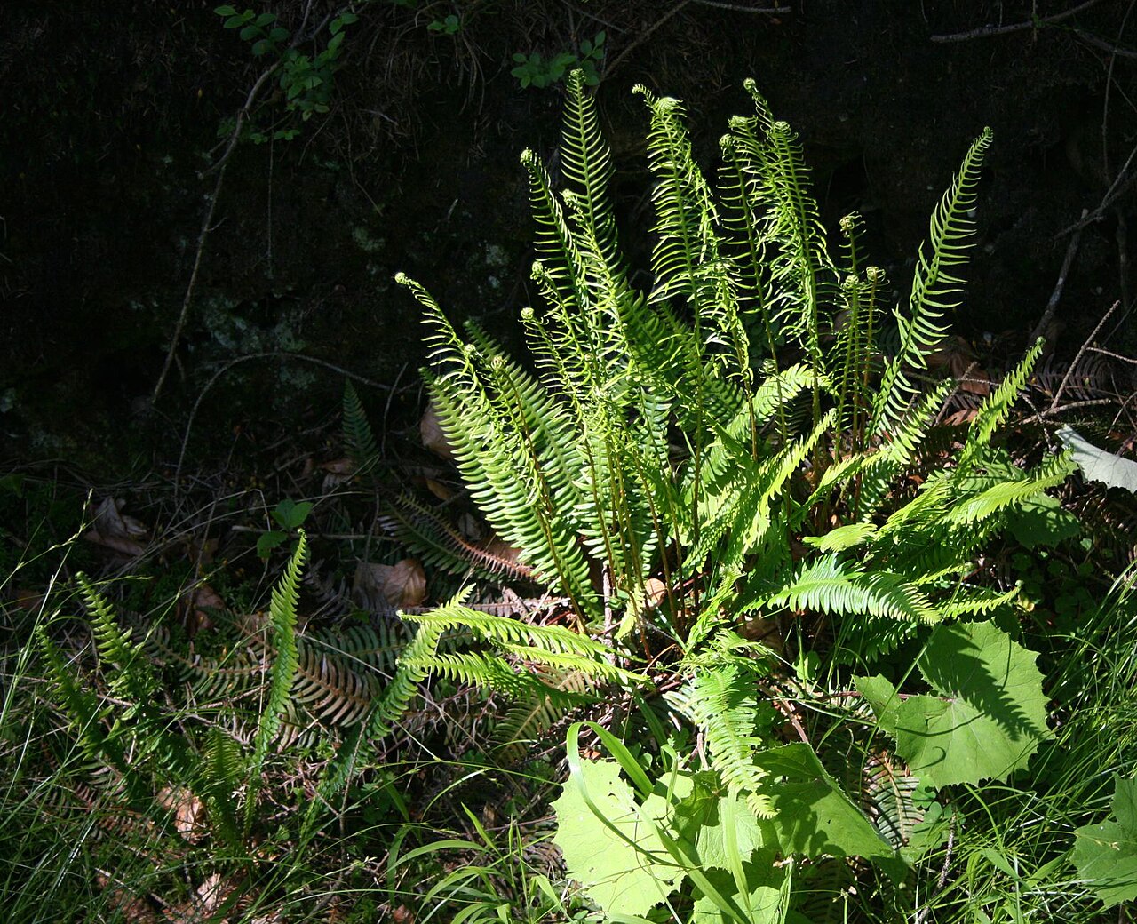Deer fern: Rippenfarn ( Blechnum spicant ), Rippenfarngewächse (Blechnaceae) - Österreich/Austria/Autriche: Oberösterreich, Hausruckviertel, ca. 2.5 km NE Forsthaus Redlta