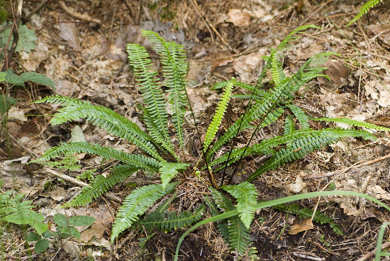 Deer fern: Blechnum spicant Eu (Seine-Maritime), France