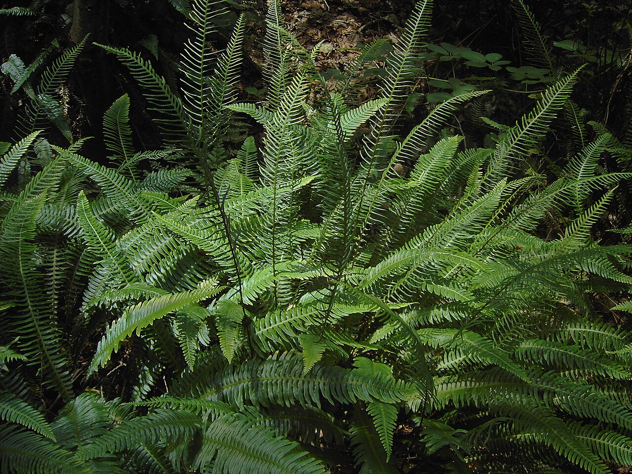 Deer fern: Fertile and sterile fronts at Tillegem bos, Brugge, Belgium.
