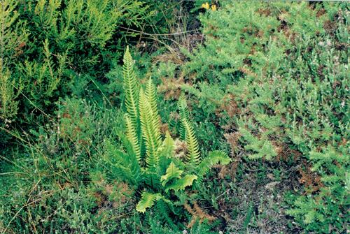Deer fern (Struthiopteris spicant)