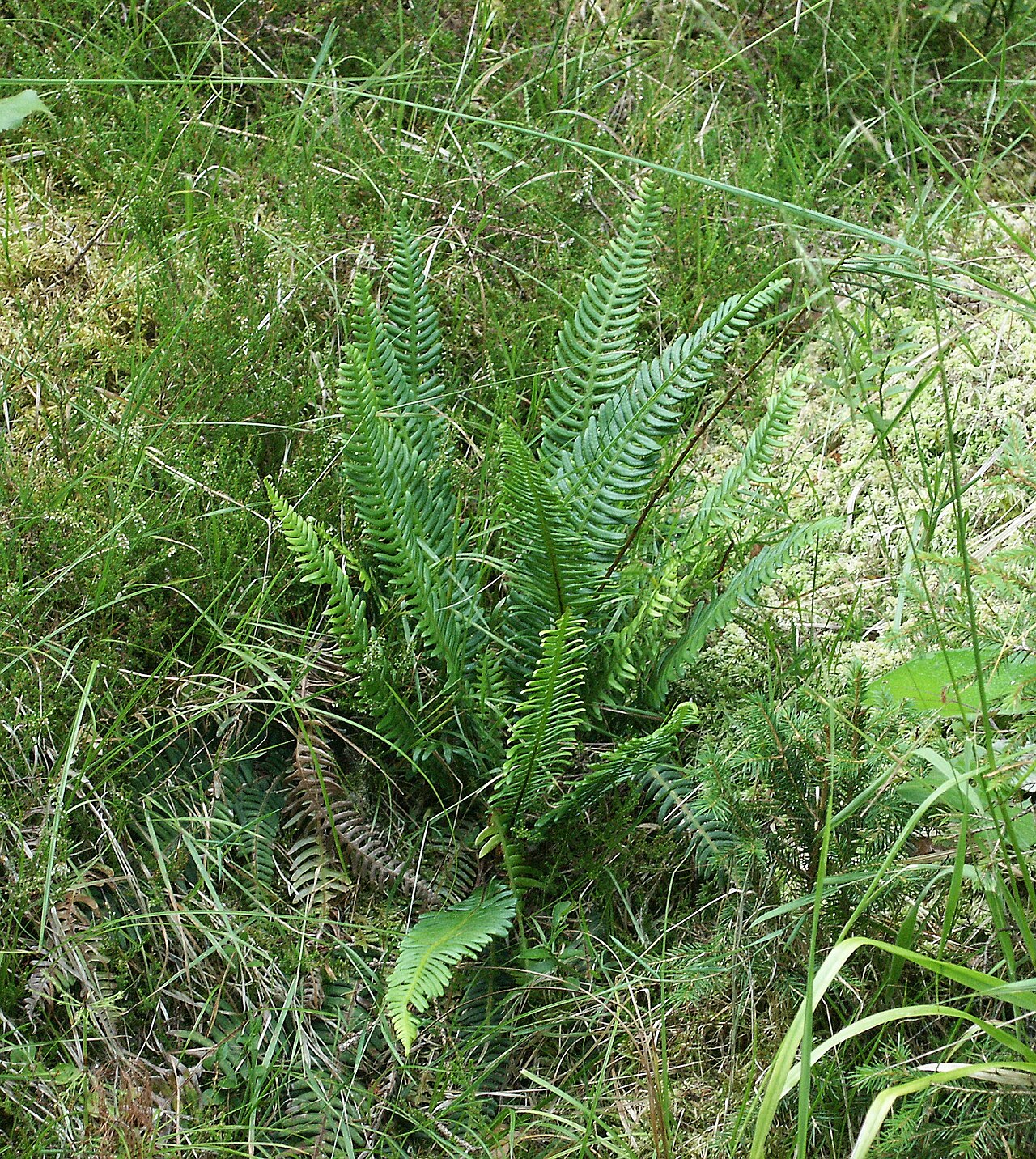 Deer fern: Blechnum spicant , Virngrund, Germany