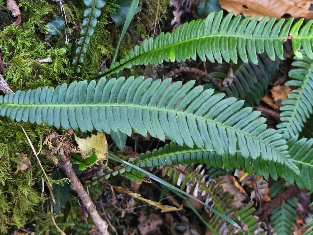 Deer fern (Struthiopteris spicant)