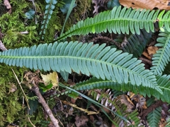 Deer fern (Struthiopteris spicant)