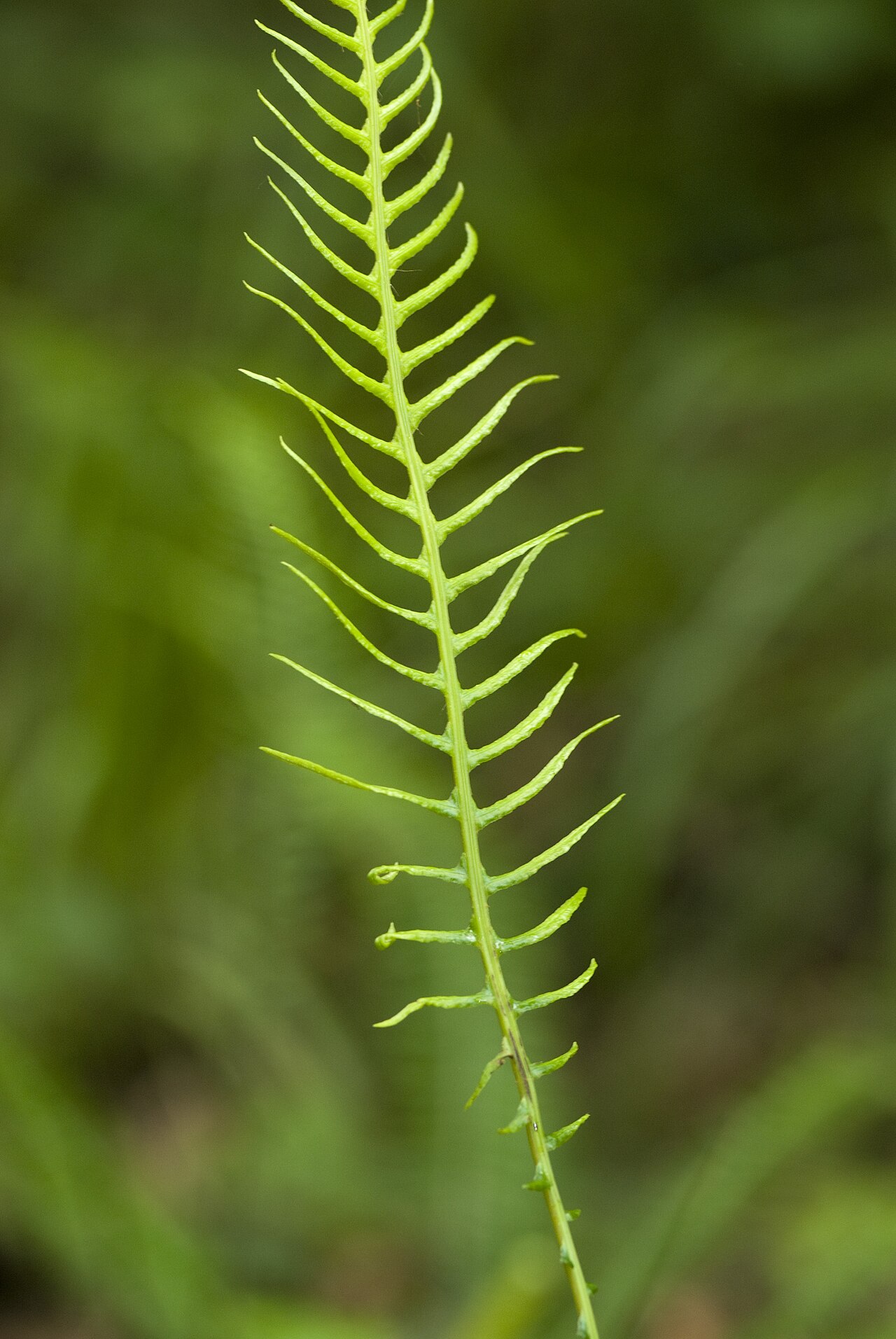 Deer fern: Blechnum spicant Eu (Seine-Maritime), France