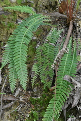 Deer fern (Struthiopteris spicant)