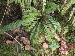 Deer fern (Struthiopteris spicant)