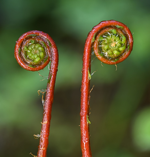 Deer fern (Struthiopteris spicant)