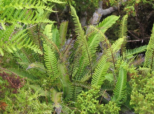 Deer fern (Struthiopteris spicant)