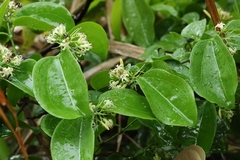 Strychnos angustiflora (Strychnos angustiflora)