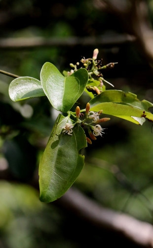 Strychnos angustiflora (Strychnos angustiflora)