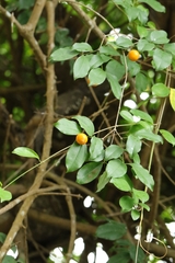 Strychnos angustiflora (Strychnos angustiflora)