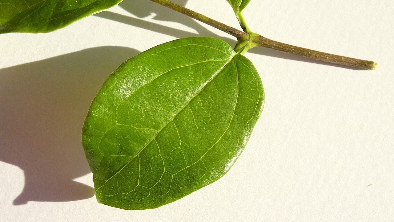 Strychnos brasiliensis: Strychnos brasiliensis (Spreng.) Mart.