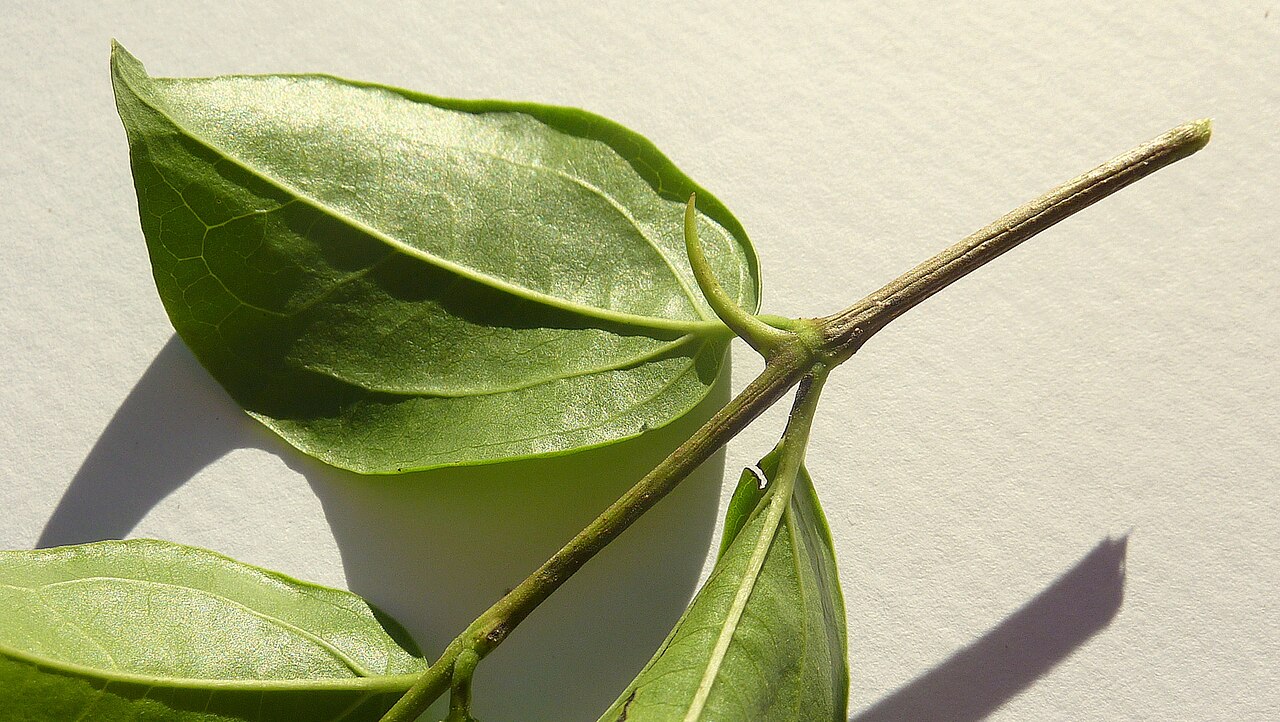 Strychnos brasiliensis: Strychnos brasiliensis (Spreng.) Mart.