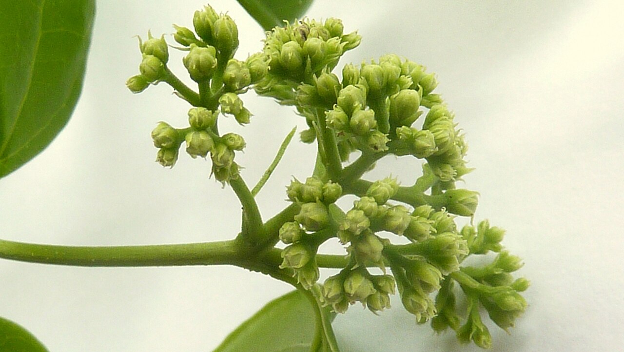 Strychnos brasiliensis: Strychnos brasiliensis (Spreng.) Mart.