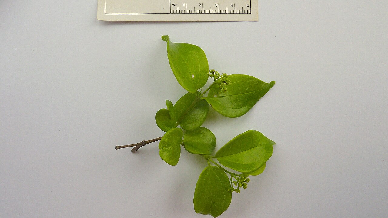 Strychnos brasiliensis: Strychnos brasiliensis (Spreng.) Mart.