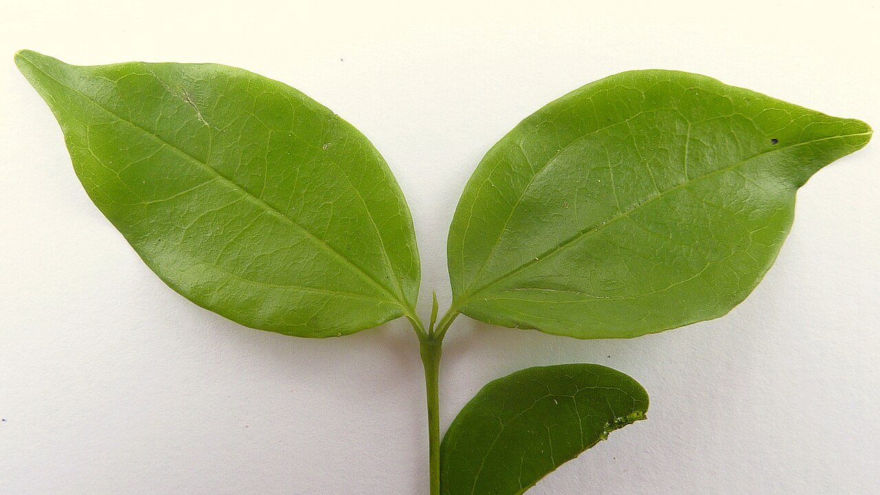 Strychnos brasiliensis: Strychnos brasiliensis (Spreng.) Mart.