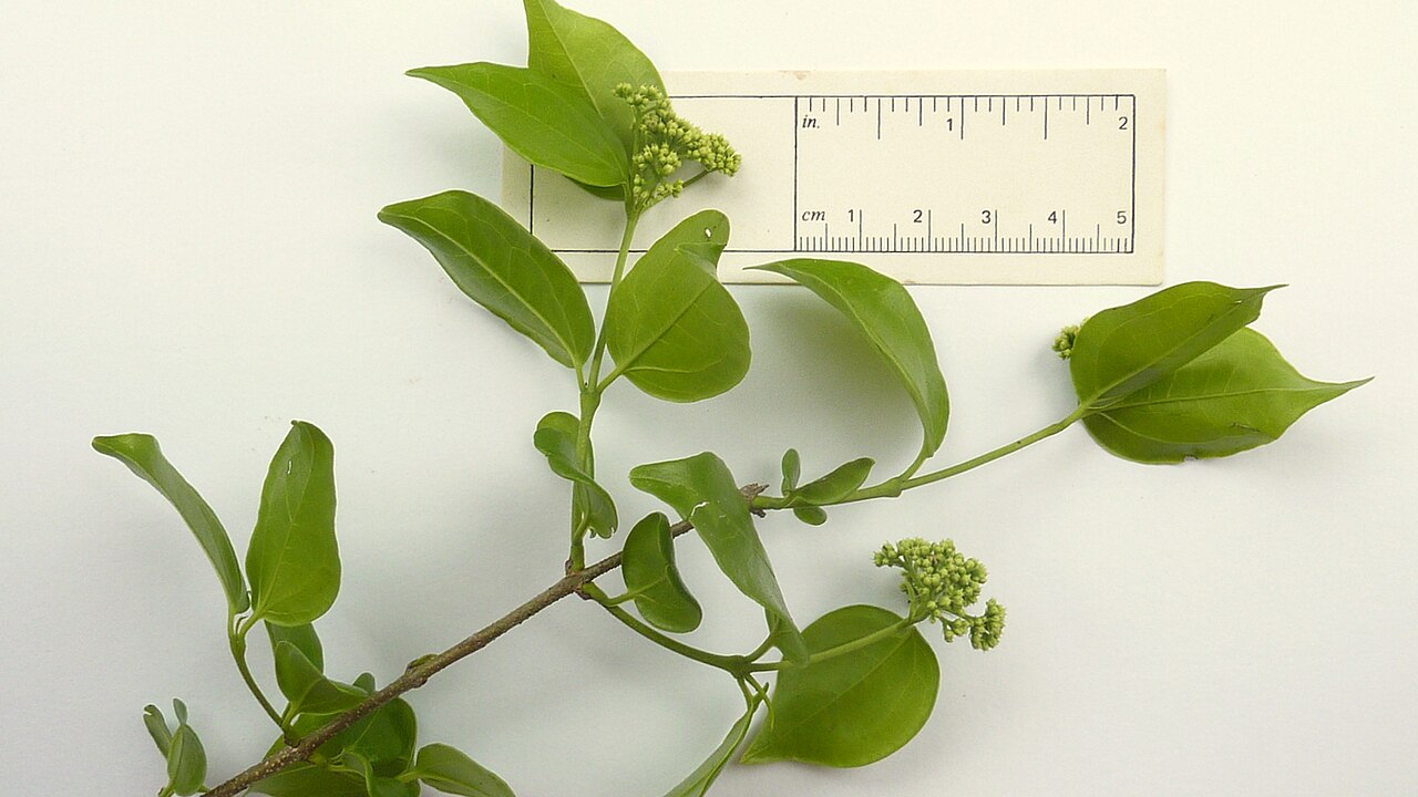 Strychnos brasiliensis: Strychnos brasiliensis (Spreng.) Mart.