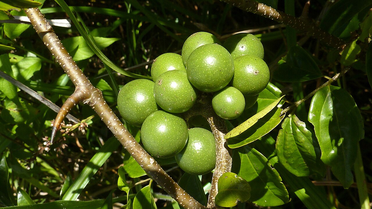 Strychnos brasiliensis: Strychnos brasiliensis (Spreng.) Mart.