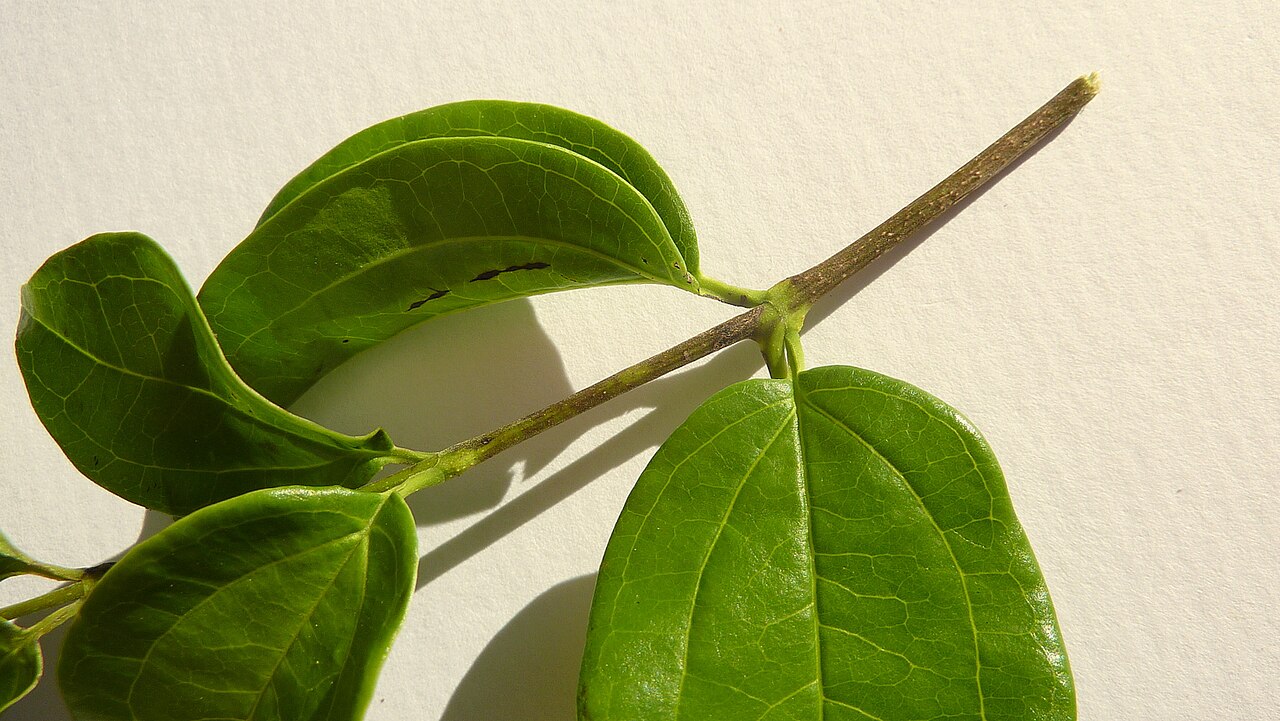 Strychnos brasiliensis: Strychnos brasiliensis (Spreng.) Mart.
