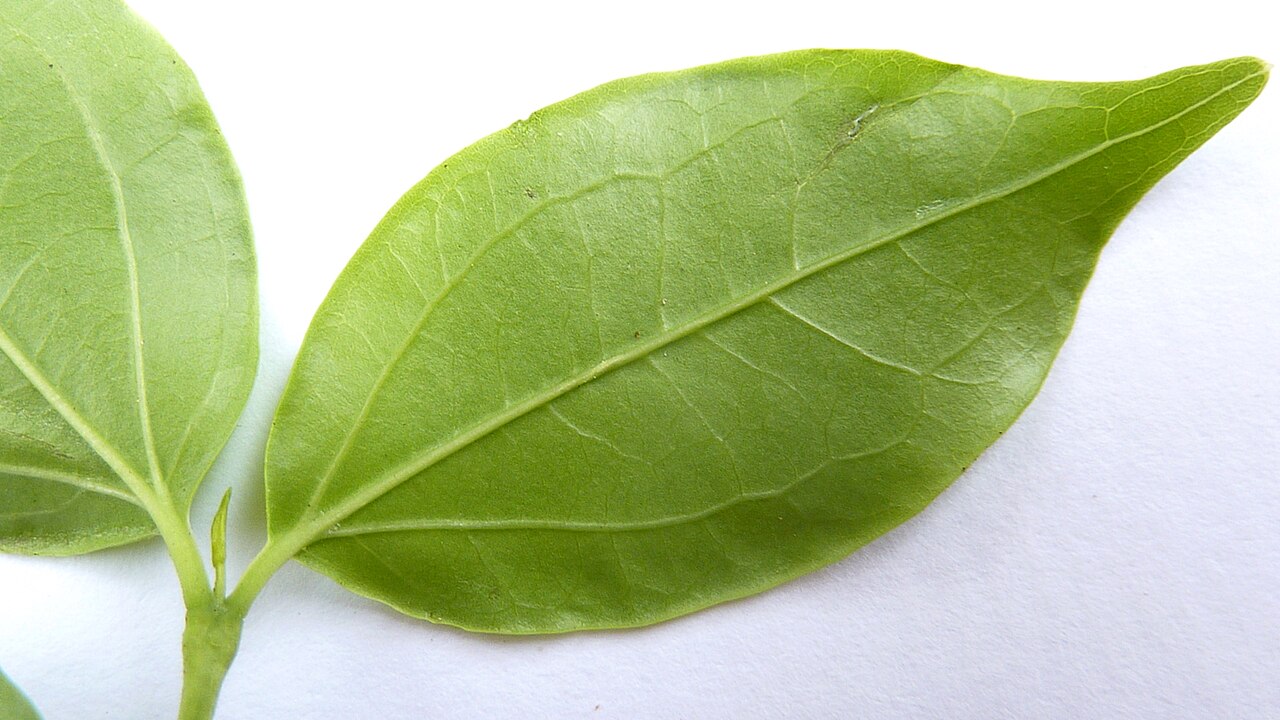 Strychnos brasiliensis: Strychnos brasiliensis (Spreng.) Mart.