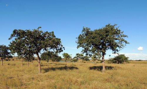 Strychnos cocculoides (Strychnos cocculoides)