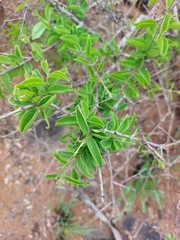 Strychnos cocculoides (Strychnos cocculoides)