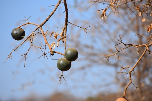 Strychnos cocculoides (Strychnos cocculoides)