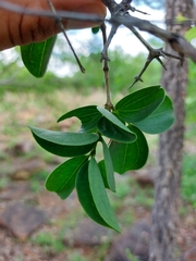Strychnos cocculoides (Strychnos cocculoides)