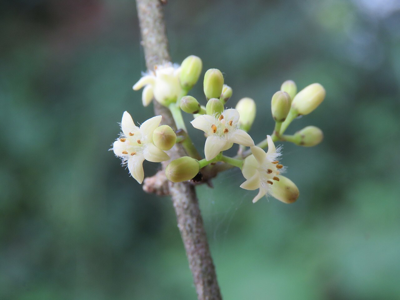 Strychnos dalzellii: Photos from Peravoor and around 2018 - by Vinayaraj