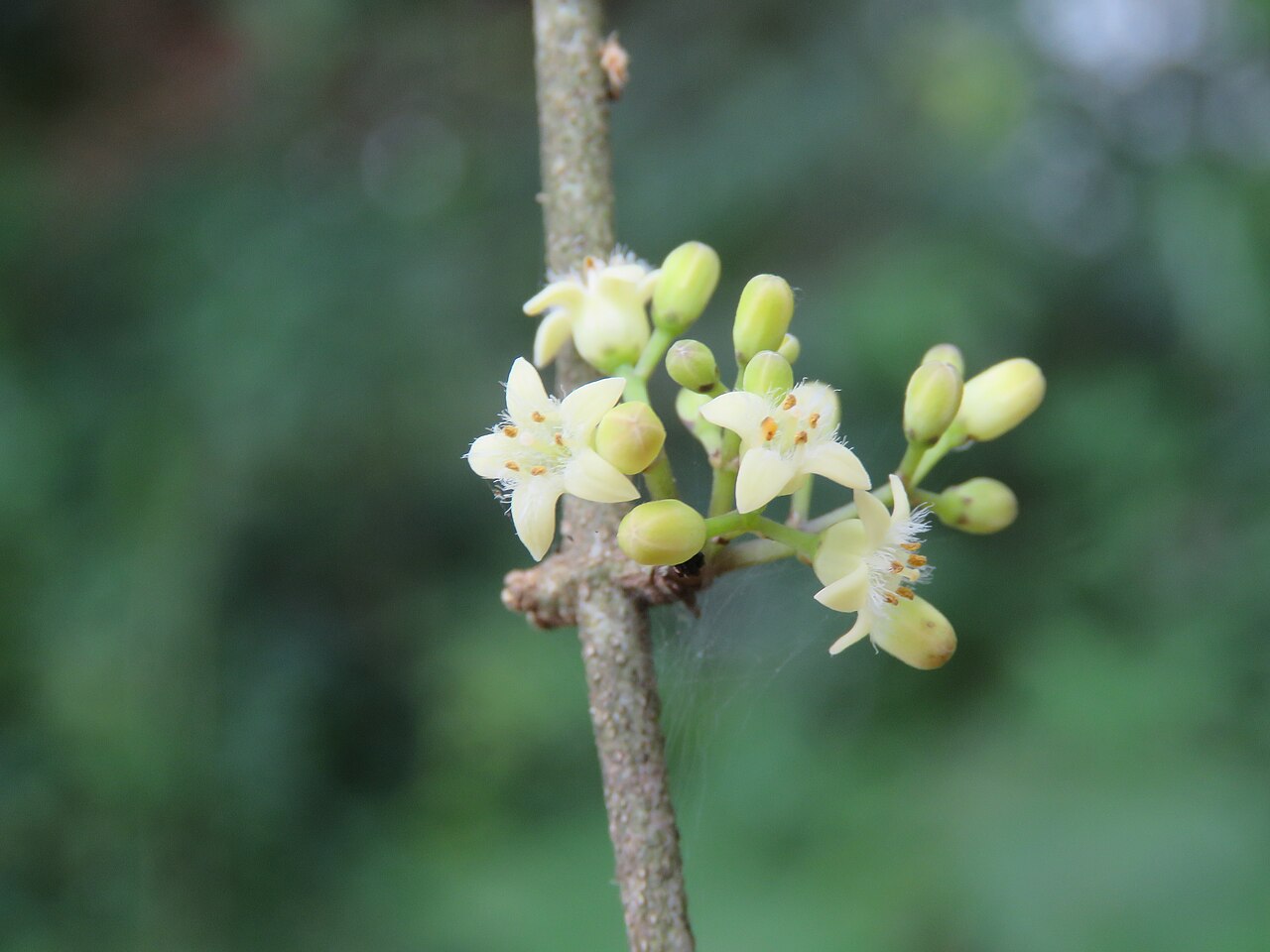 Strychnos dalzellii: Photos from Peravoor and around 2018 - by Vinayaraj