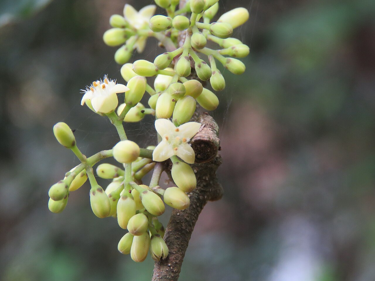 Strychnos dalzellii: Photos from Peravoor and around 2018 - by Vinayaraj