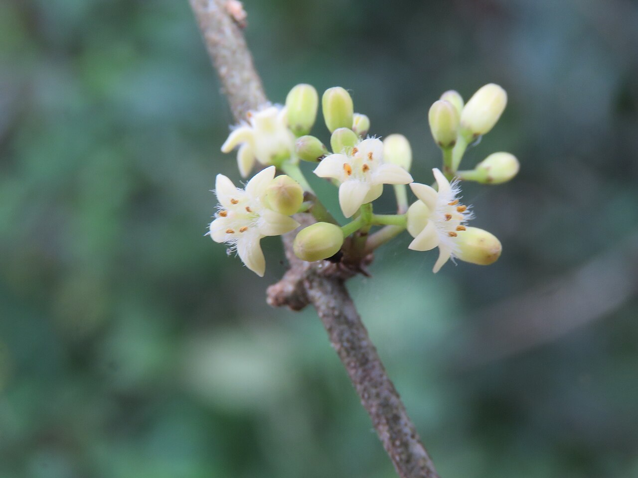Strychnos dalzellii: Photos from Peravoor and around 2018 - by Vinayaraj