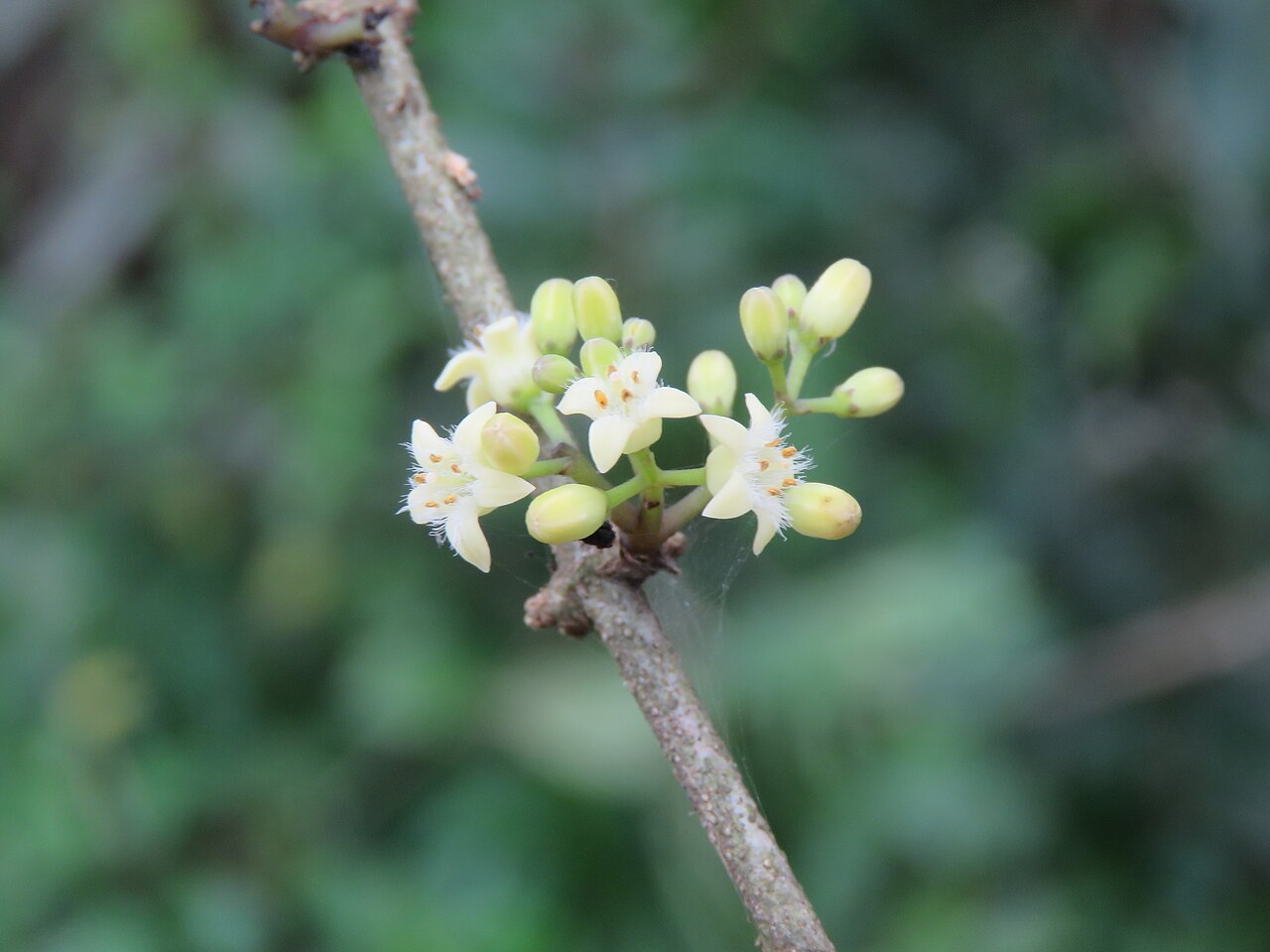 Strychnos dalzellii: Photos from Peravoor and around 2018 - by Vinayaraj
