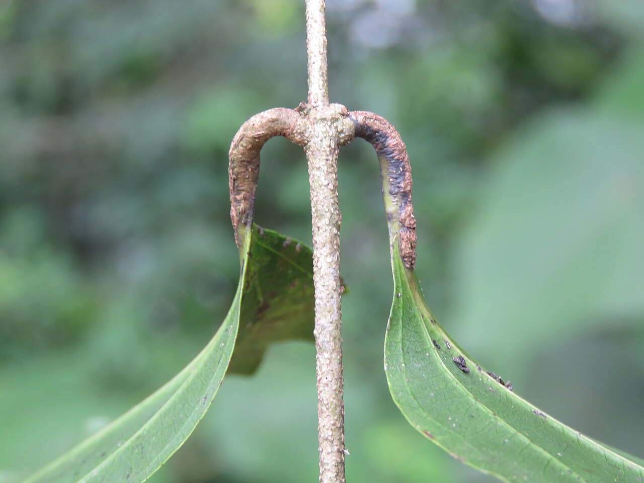 Strychnos dalzellii: Photos from Peravoor and around 2018 - by Vinayaraj