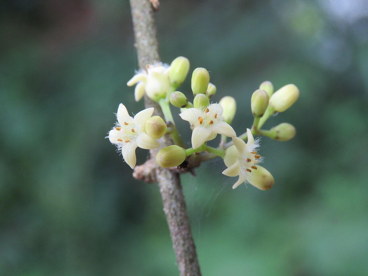 Strychnos dalzellii: Photos from Peravoor and around 2018 - by Vinayaraj