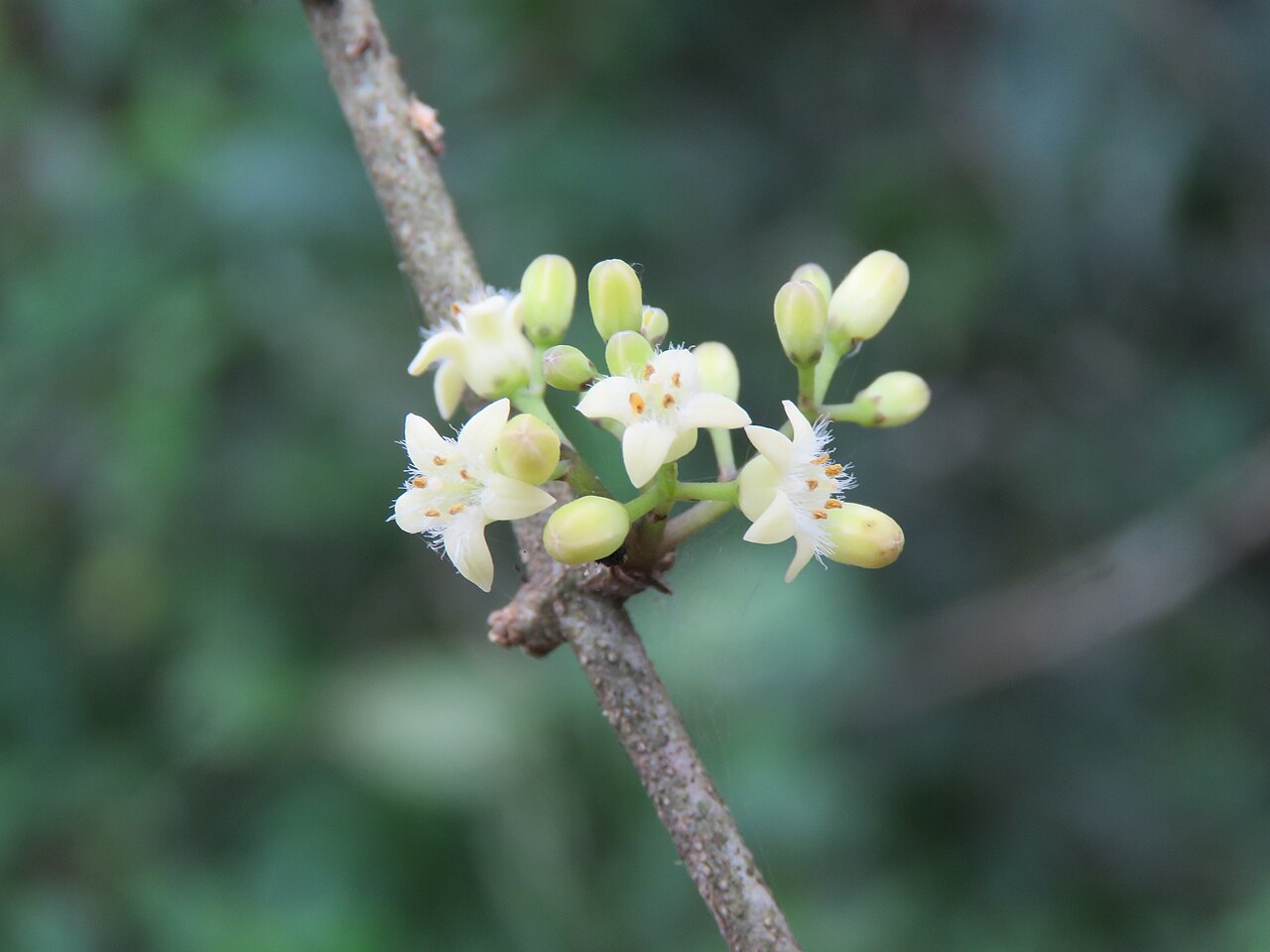 Strychnos dalzellii: Photos from Peravoor and around 2018 - by Vinayaraj