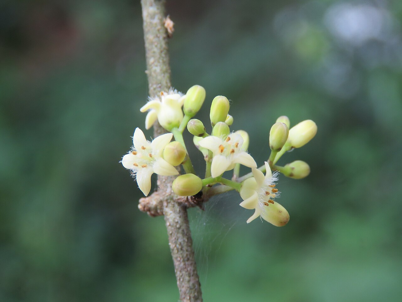 Strychnos dalzellii: Photos from Peravoor and around 2018 - by Vinayaraj