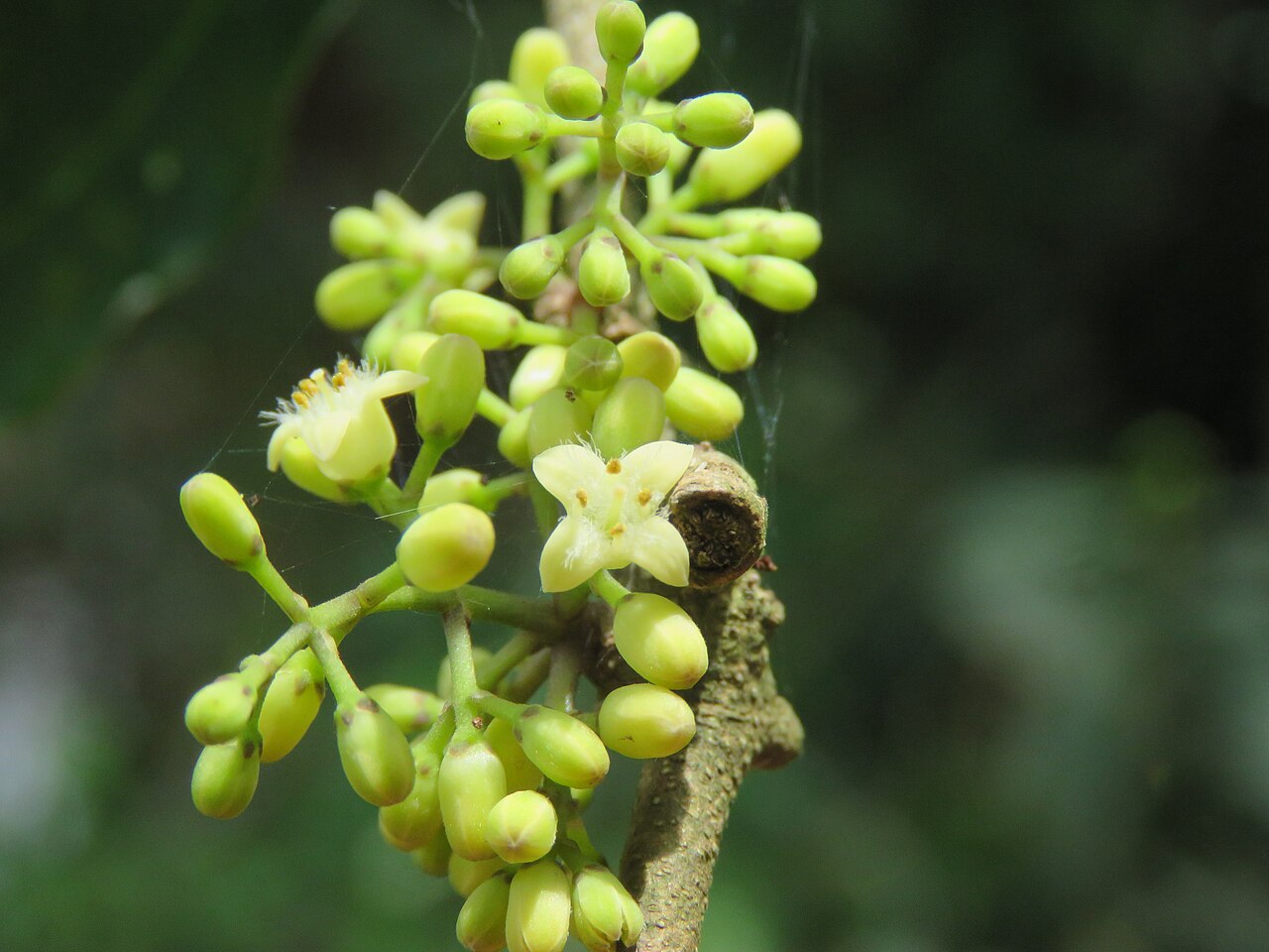 Strychnos dalzellii: Photos from Peravoor and around 2018 - by Vinayaraj
