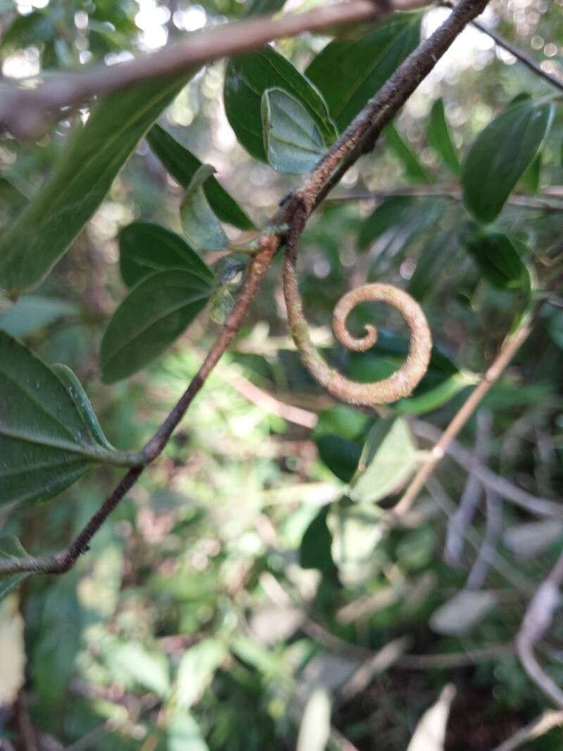 Strychnos diplotricha (Strychnos diplotricha)