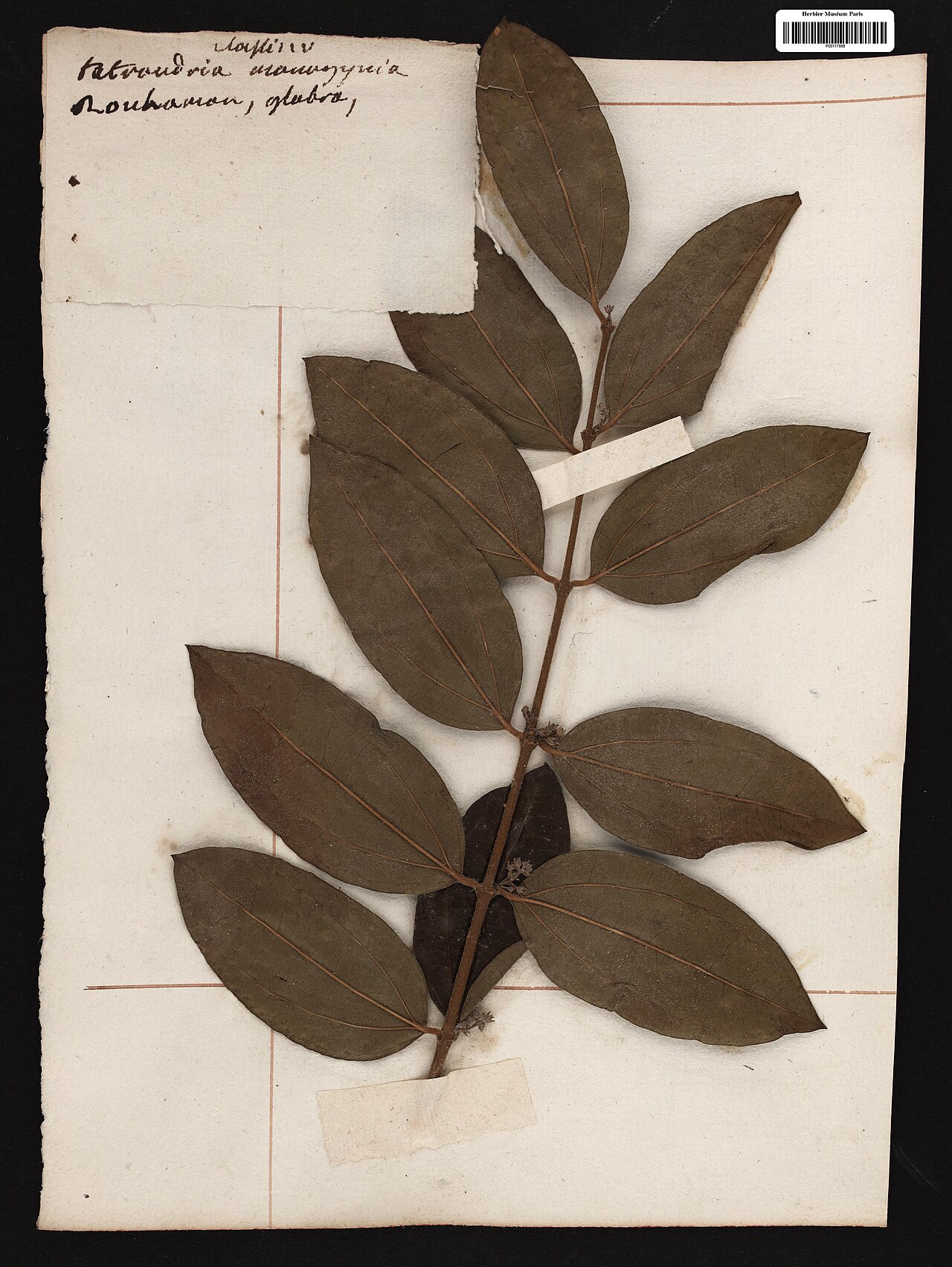 Strychnos glabra: Rouhamon glabra Aubl. (= Strychnos guianensis (Aubl.) Mart. ) - herbier collecté par Aublet en Guyane, conservé au MNHN P-P00777668