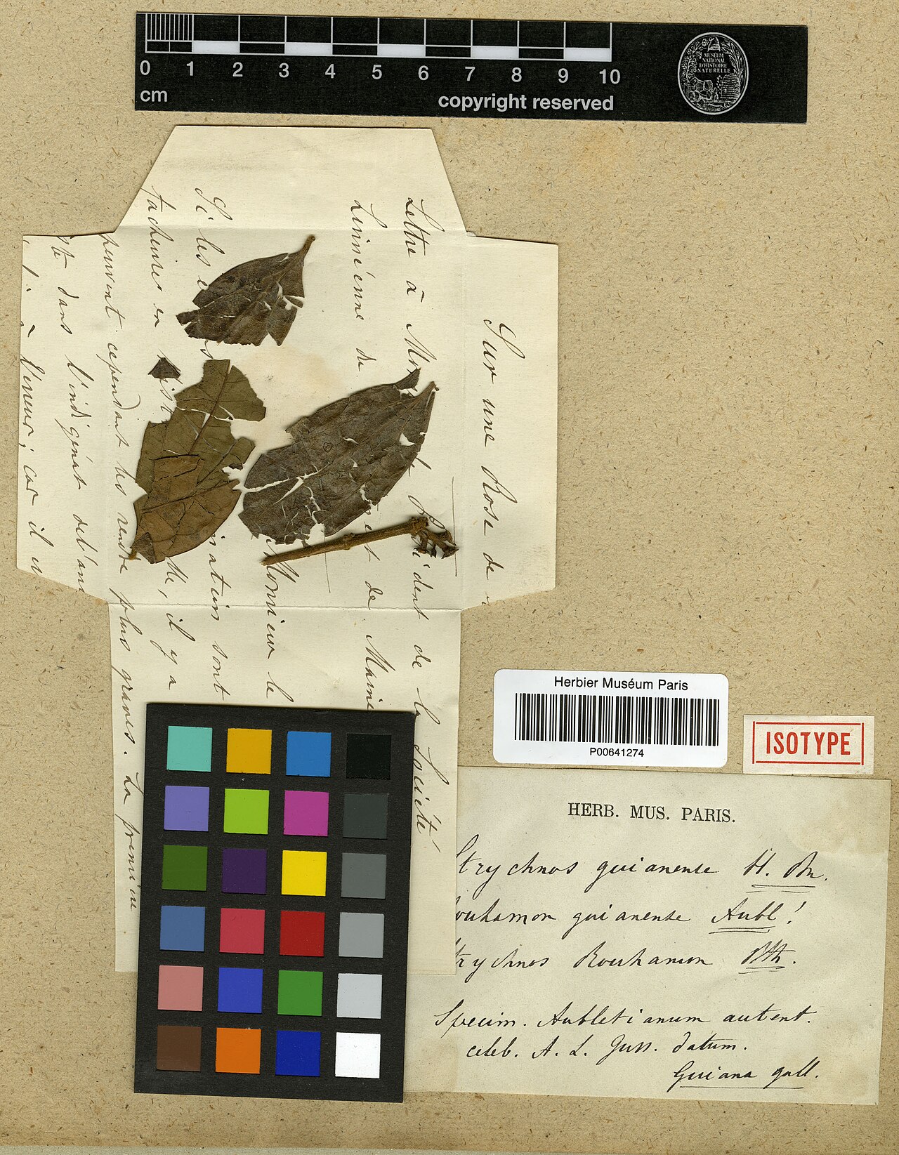 Strychnos guianensis: Rouhamon guianensis Aubl. (= Strychnos guianensis (Aubl.) Mart. ) - herbier collecté par Aublet en Guyane, conservé au MNHN P-P00641274