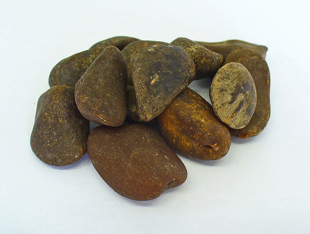 St. Ignatius bean: Strychnos ignatii , Ignatius bean, seeds; Private collection, therefore not geocoded.